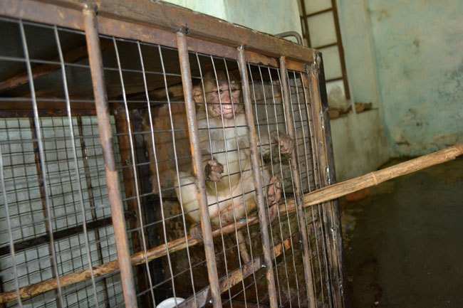 Monkey rescued from Airport premises