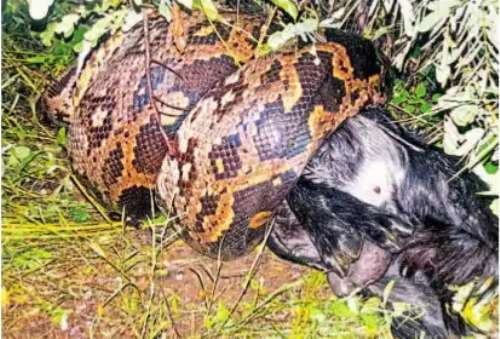 Goat becomes python’s prey in Badi village