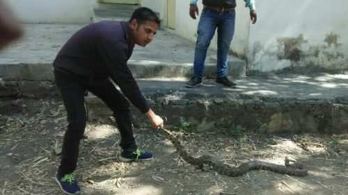 Python rescued from Khimach Mata Temple