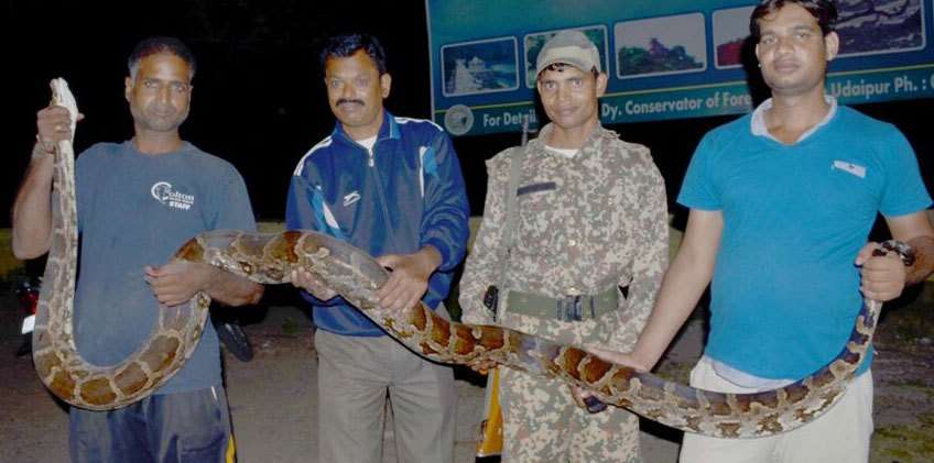 12ft long Python found at Rani Road