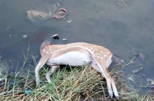 Dead cheetal found alongside Goverdhan Sagar