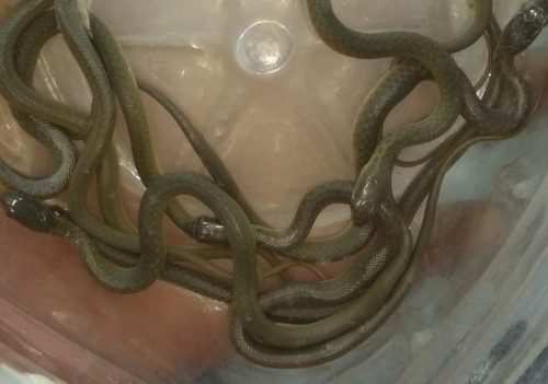 8 checkered keelback snakes rescued from a house