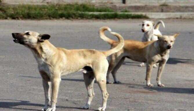 Stray dogs are a big issue in Udaipur city