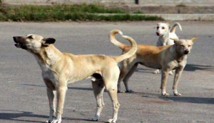Stray dogs create terror in Savina area