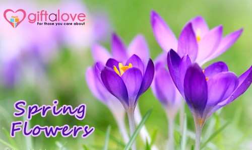 GiftaLove Welcomes Spring Season with its Colorful Range of Online Flowers