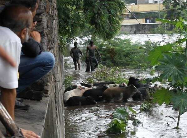 Stray animals flow in Water Canal