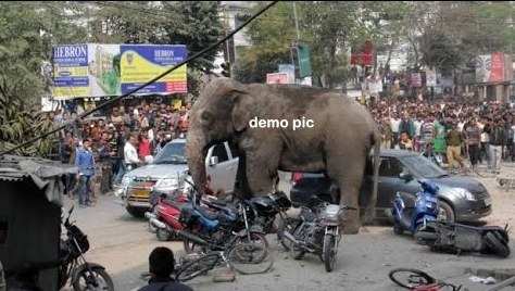 Should elephants be allowed in the city?