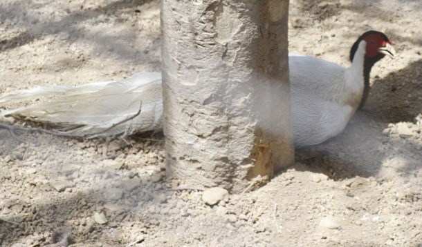 New Animals Arrived at Gulab Bagh Zoo