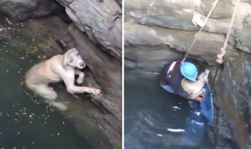 [Video] Incredible rescue to save drowning dog at the bottom of a well