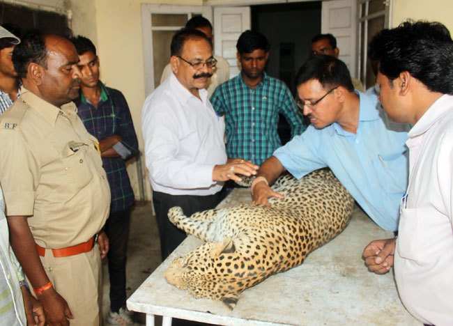 Injured leopard dies