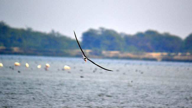 Udaipur witnesses Rare Bird Migration