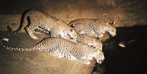 Leopards spotted during wild life count
