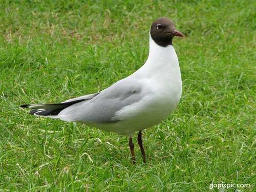 Udaipur welcomes Black Headed Gull from Western Europe