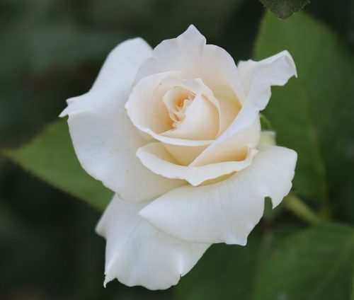 White Rose Meaning and Symbolism: What do they Say to You!