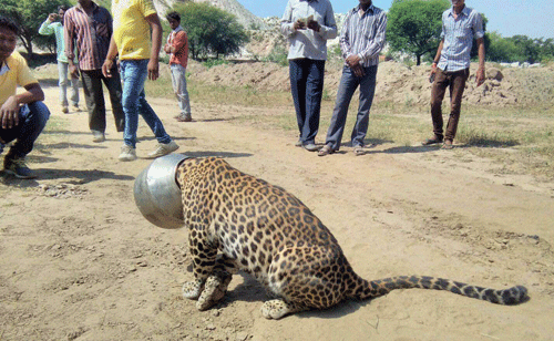 Panther gets head stuck in water pot, rescued