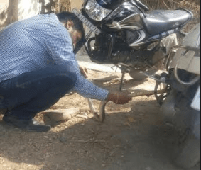 Snake takes liking to an Activa