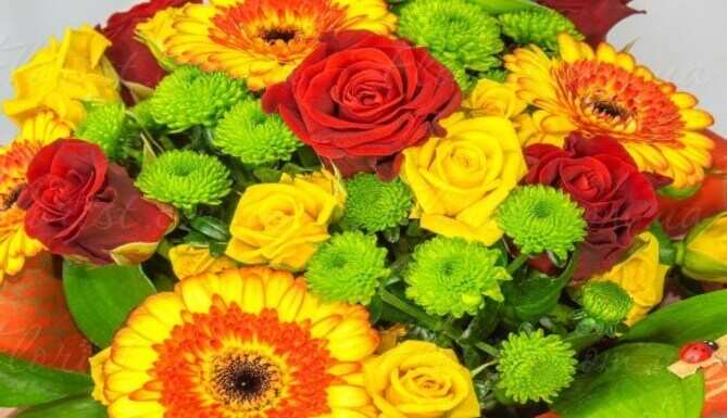 Flower show begins tomorrow at Fatehsagar pal