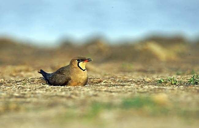 Rare bird Oriental Pratincole spotted after three decades in Udaipur