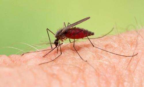 Stay alert-Malaria spreading in the city