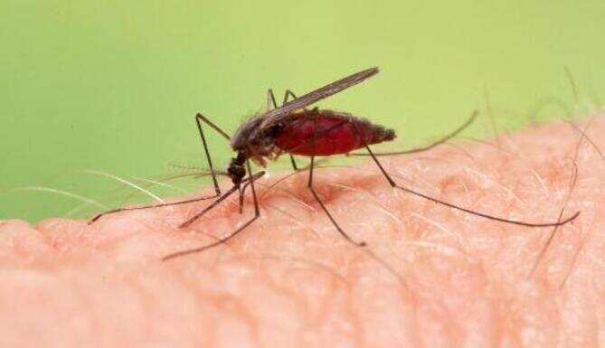 Stay alert-Malaria spreading in the city