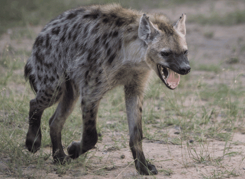 Wild Hyena attempts entering a house in Udaipur