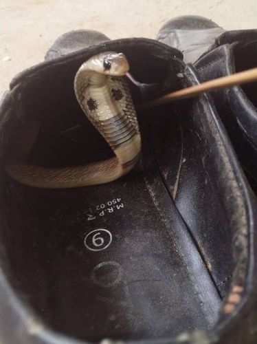 BEWARE-Snakes could be hidden anywhere