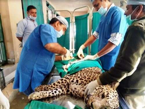 Panther “Rani” passes away at Sajjangarh Biological Park