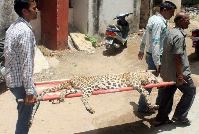 Wounded leopard dies at Gulab Bagh