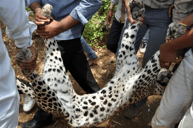 Leopard Chasing Dogs Killed of Electrocution