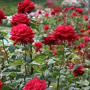 Gulab Baag –  the garden of roses