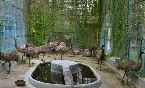 Emus at Gulab Bagh Zoo