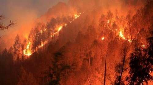 Forest fires are important for environment