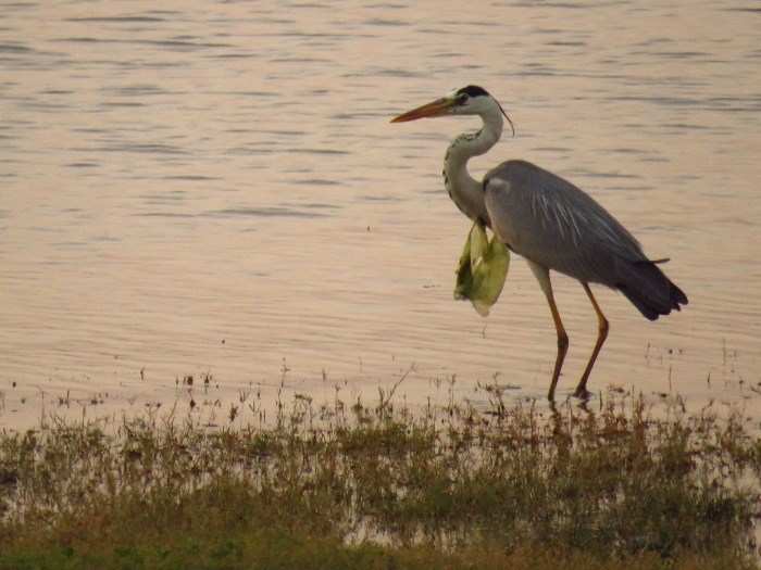 Lake pollution and littering is also causing problems for birds