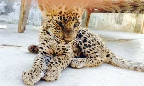 Leopard cub rescued from stray Dogs