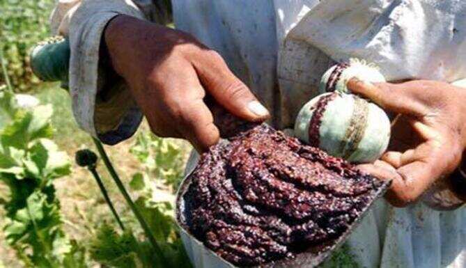 Drug peddler captured with over half kg Opium