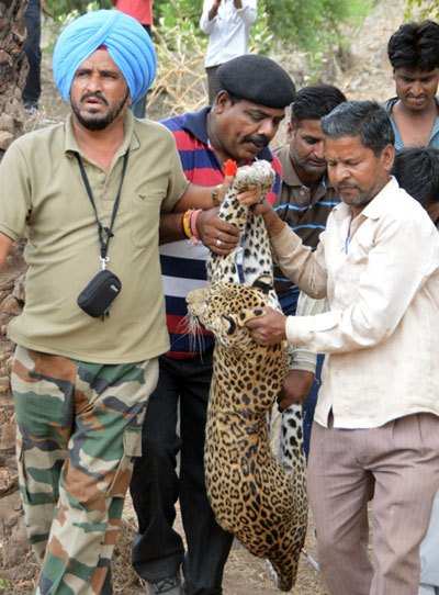 Starving leopard rescued from Zawar Mines