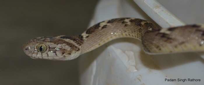 Cat Snake rescued near Jeevan Tara Resort