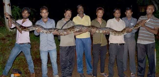 2 pythons caught from residential areas