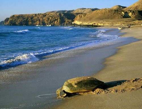 Turtle season in Oman has begun. Here’s what you need to know…