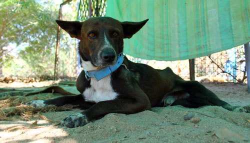 Paralyzed dog brought to Animal Aid from Bangalore