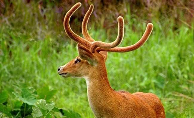 Does Manipur Deer Exude a Leech Repellant?