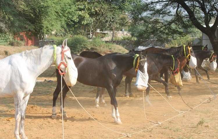 Horse Fair starts at Pratap Country Inn, Dog Show on 11 Nov