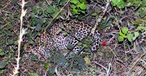 Leopard Dies of Hunger