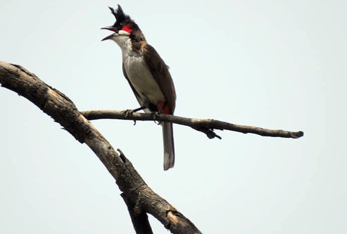 Rare Red Whiskered Bulbul spotted in Udaipur after 5 decades