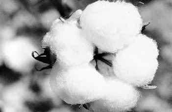Bt Cotton to Check Migration