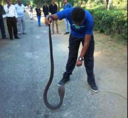 Cobra enters Vidya Bhawan school | Rescued
