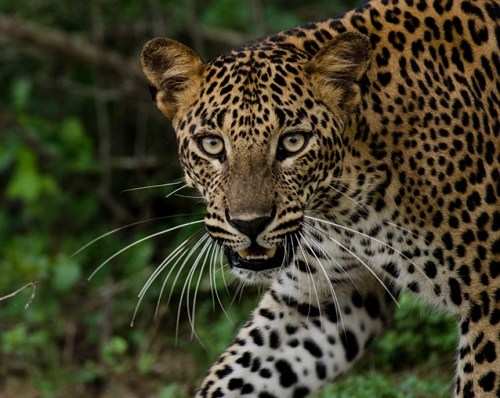 Do Leopards Use Their Whiskers as Wind Detector?