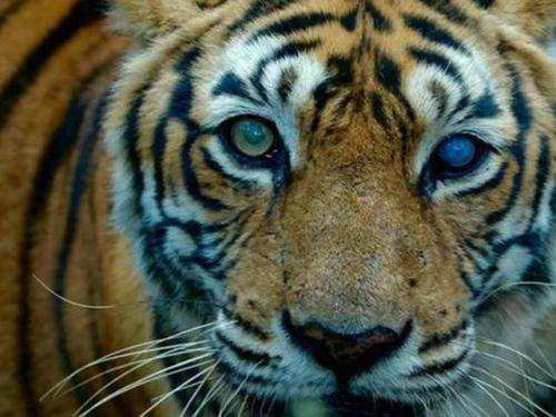 Tiger cubs missing from Ranthambhore