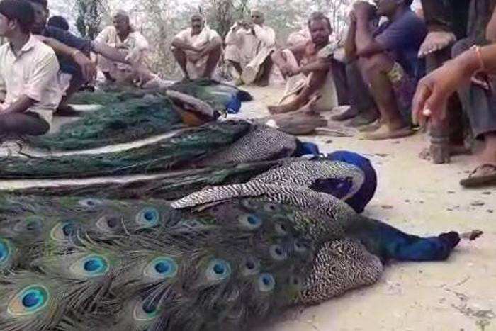 Peacocks found dead in Madhya Pradesh