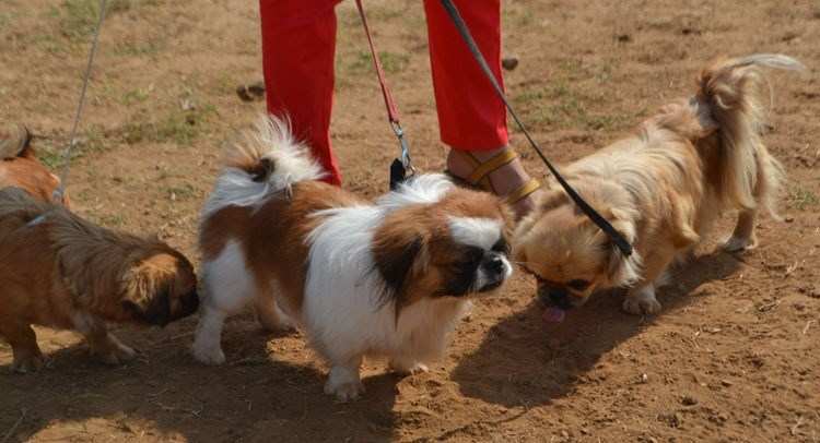 Dog Show at Pratap Country Inn